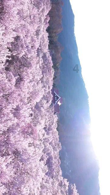 石家庄市新华区赵陵铺路街道：睦邻年货节 喜庆迎新春